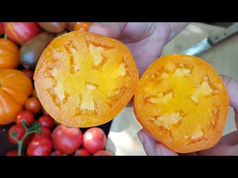 New Tomato Varieties Part 2 - Tasting