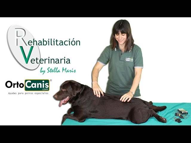 Rehabilitación veterinaria. El masaje en perros. - YouTube