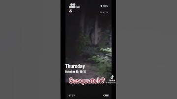 Sasquatch videos #mystery #creature #creepypasta #usa #sasquatch_01 #bigfoot #forestmonster #forest