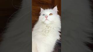 Groom Your Cat Like a Pro: What Works & What Hurts! #cat #catgrooming #cathealth