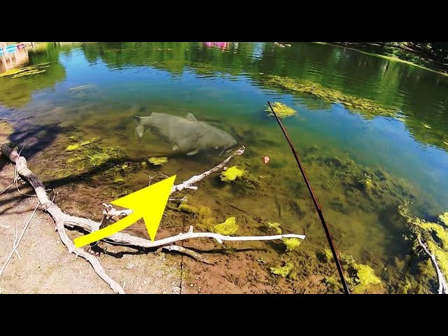 TOPWATER FISHING for INSANE CATFISH!!! 