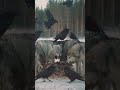 This Bird Uses Wolves as Hunting Dogs 🐦