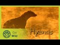 Hyenas - The Whole Story 7/13 - The Secrets of Nature