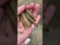 マテ貝がエモすぎる件