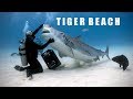 Sharks of Tiger Beach