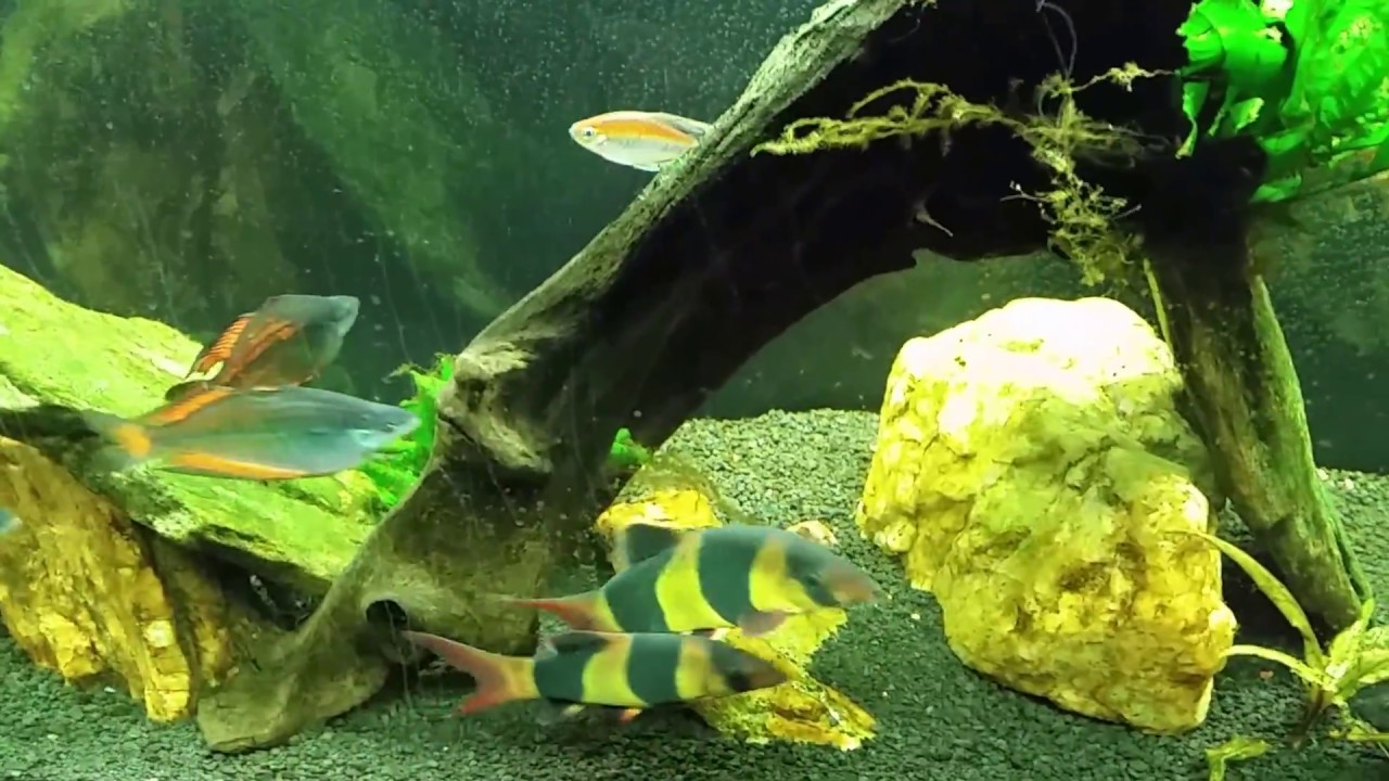 First Look At My Clown Loach In The 125