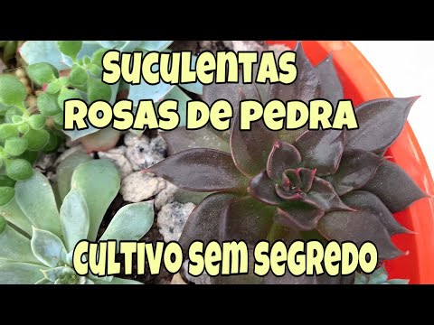 Vídeo: Echeveria. Como Fazer Crescer Esta Pedra Rosa