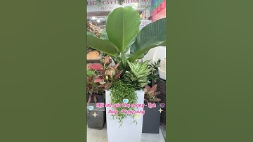 Cây Ngọc ngân - món quà ý nghĩa cho người thương dịp 8/3 #CayNgocNgan #QuaTang8Thang3