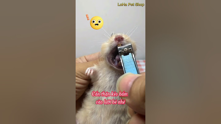 Cách mài răng cho hamster nhanh nhất top 1 | LoHa Pet Shop #shorts