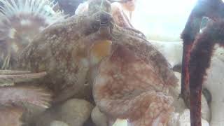 タコが、世界最大の蟹、タカアシガニの身を捕食しています。肉食系なので、海の生物全般を食べます。軟体生物飼育映像。