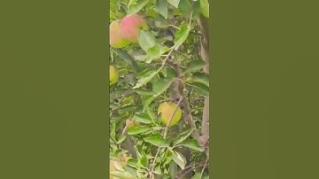 قرآن كريم اللهم إجعل القرآن الكريم ربيع قلوبنا ونور صدورنا ويسر أمورنا #مدينتي #ميدلت #صباح_الخير _ا