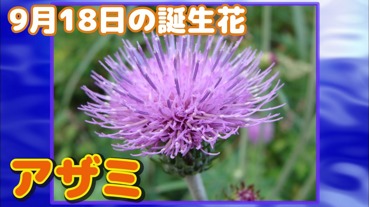 9月18日の誕生花 アザミ どんな花 あなたに送る花言葉は Youtube