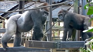 1 29 僕は未来のシルバーバック 2 ゴリラ Gorilla 京都市動物園 Child Gorilla Gentaro Is The Future Silverback 2 Youtube 1 29 僕は未来のシルバーバック 2 ゴリラ Gorilla 京都市動物園 Child Gorilla Gentaro Is The Future Silverback 2 Youtube