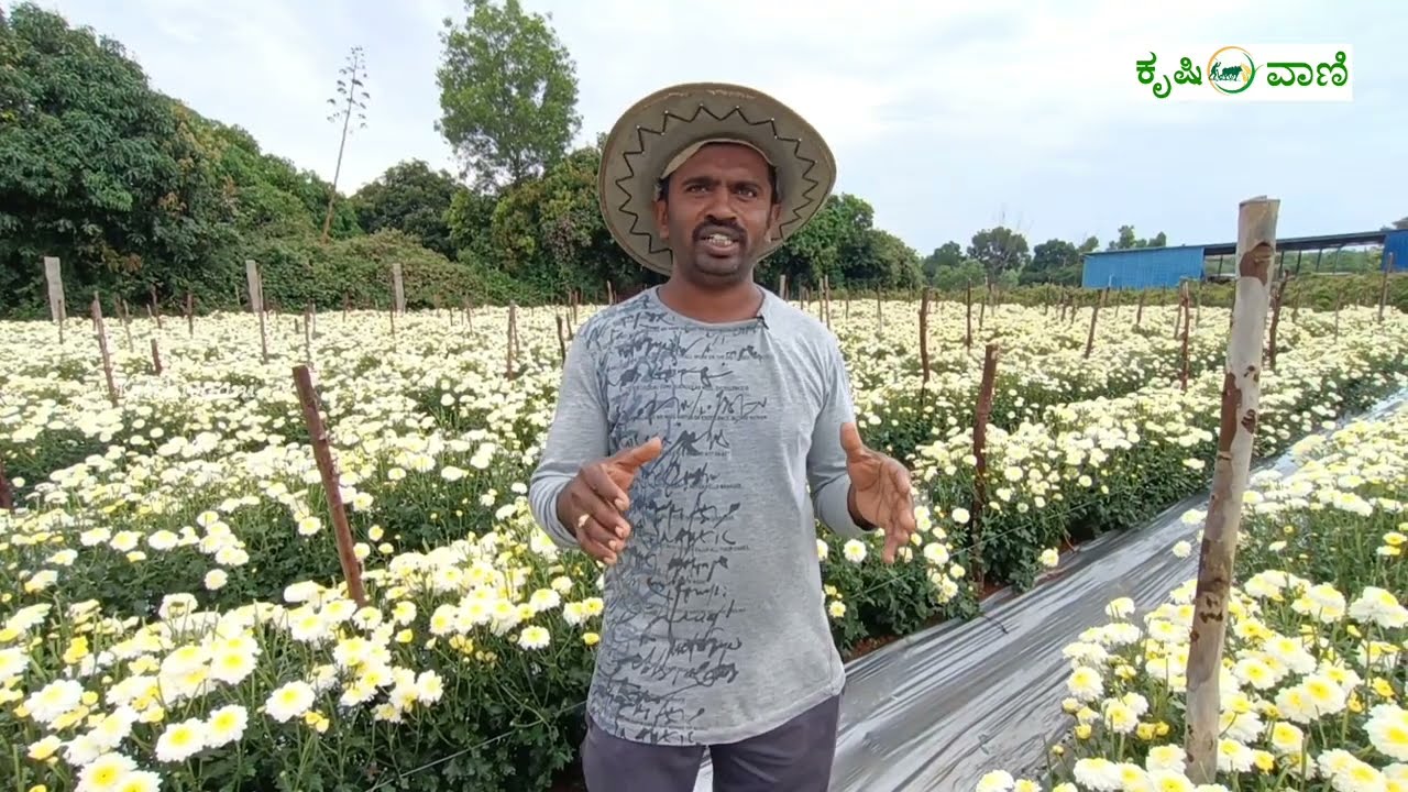 Nagesh who grew flowers for Bhagya Shree White Sevanti and got good income Bhagyashree White  Chrysanthemum 