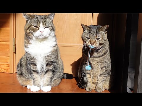 鈴を鳴らし続けちゃうはなねこ３。-Hana keeps ringing the bell 3.-