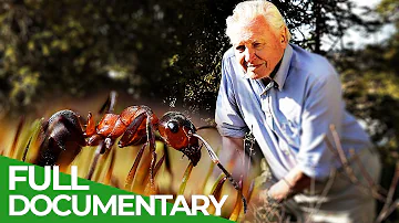David Attenborough Presents: Ant Mountain | Free Documentary Nature