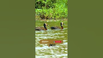WHITE-FACED WHISTLING-DUCK