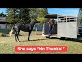 How to Change a Traumatized horse’s Mind!