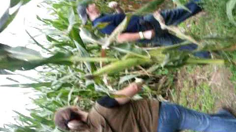 Deborah falling in corn maze