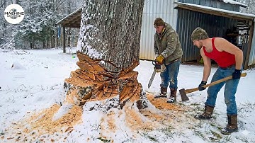 Idiots With Chainsaws: Tree Cutting Fails | Extreme Dangerous Logging Truck Fails