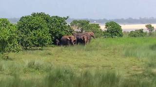 Elephant at tarava dhenkanal odisha (save elephant)