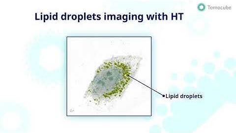 Lipid droplets imaging with HT