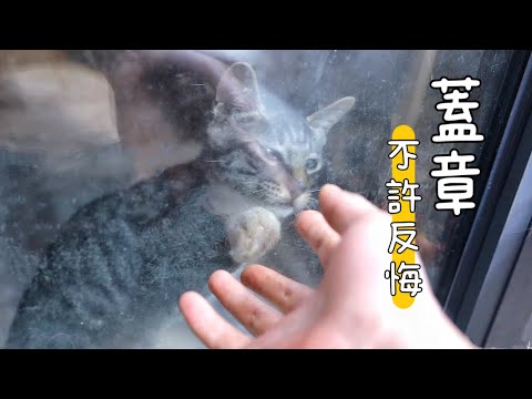 Video: Sådan opretter du en kølepude til dyr