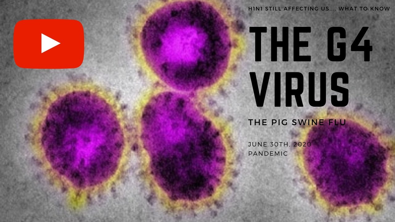 the NEW virus POTENTIAL PANDEMIC G4 virus few things to know YouTube