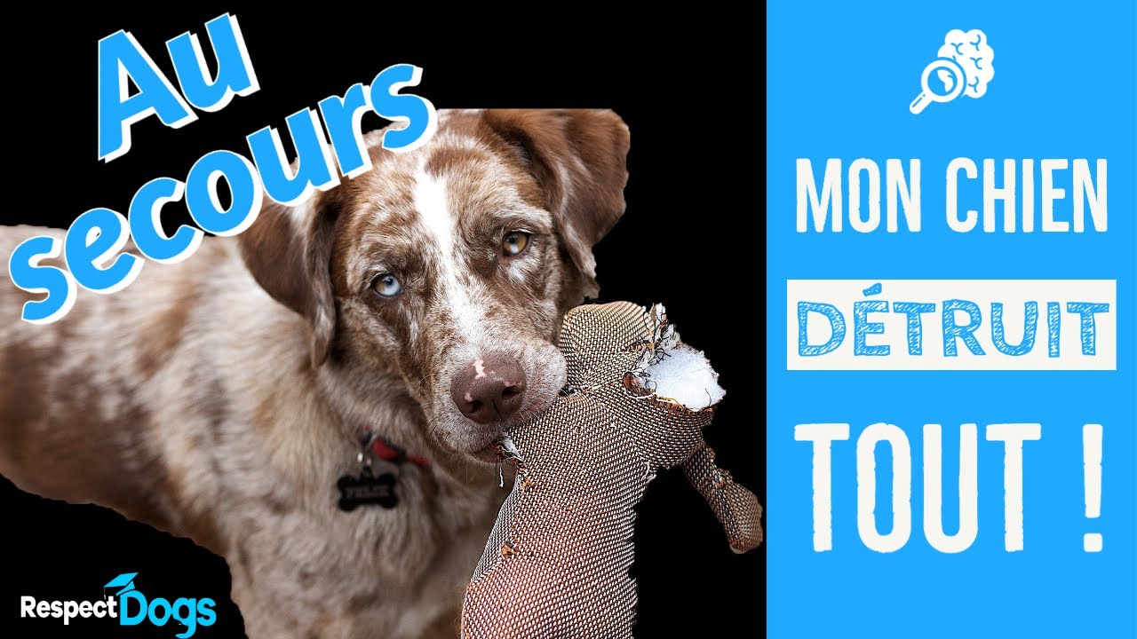 COMMENT FAIRE ! MON CHIEN DETRUIT TOUT ! - YouTube