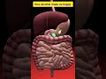 How Alcohol make us Drunk and happy ? (3D4medical facts) #alcohol