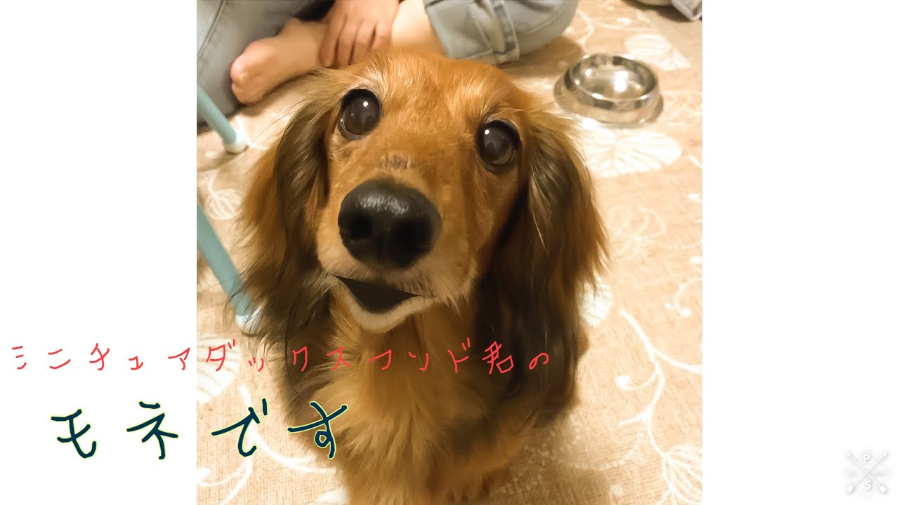 しゃべる犬シリーズ ミニチュアダックスフンド君 自己紹介編 Youtube しゃべる犬シリーズ ミニチュアダックスフンド君 自己紹介編 Youtube
