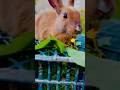 Rabbit viral rabbit bunny bunnylife rabbiteating pet