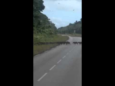 Harde de Cochons Bois traversant la route