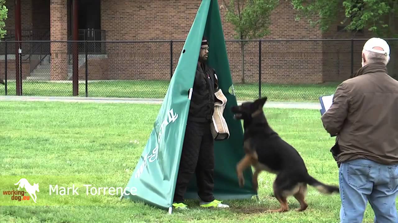 フンデルトヴァッサー 日本 WUSV Helfersichtung, WUSV Helper selection 2013 Philadelphia