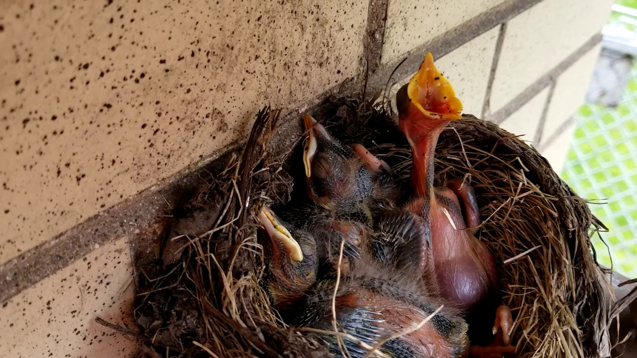 Worms feeding baby American Robin bird YouTube