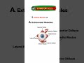 Eye muscles anatomy.Eye intrinsic and extrinsic muscles.. quick review