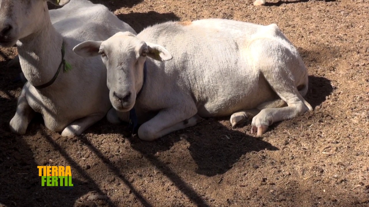 Tierra fértil TV- Borregos Katahdin (06.06.20)