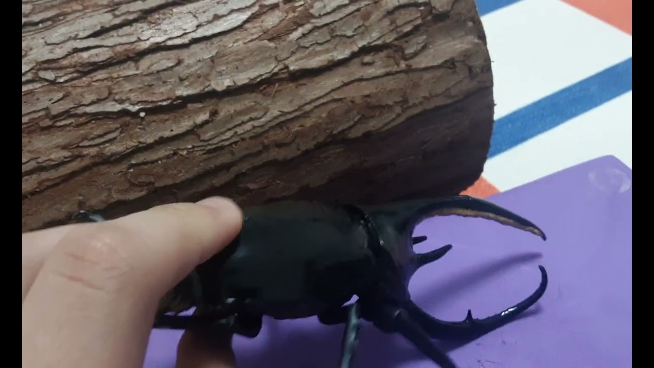 넵튠장수풍뎅이 스폐셜 매치 