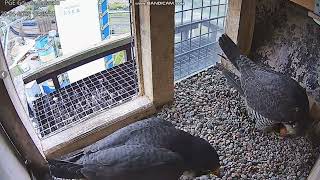 Sokół wędrowny PGE Gdynia (PL) - zmiana, Ster za Sarę, słychać maluszka 🐣🥚🥚🥚2026 04 25