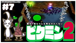 【GC】極力１匹たりとも死なせたくないピクミン２：＃７【ホロライブ/白上フブキ】