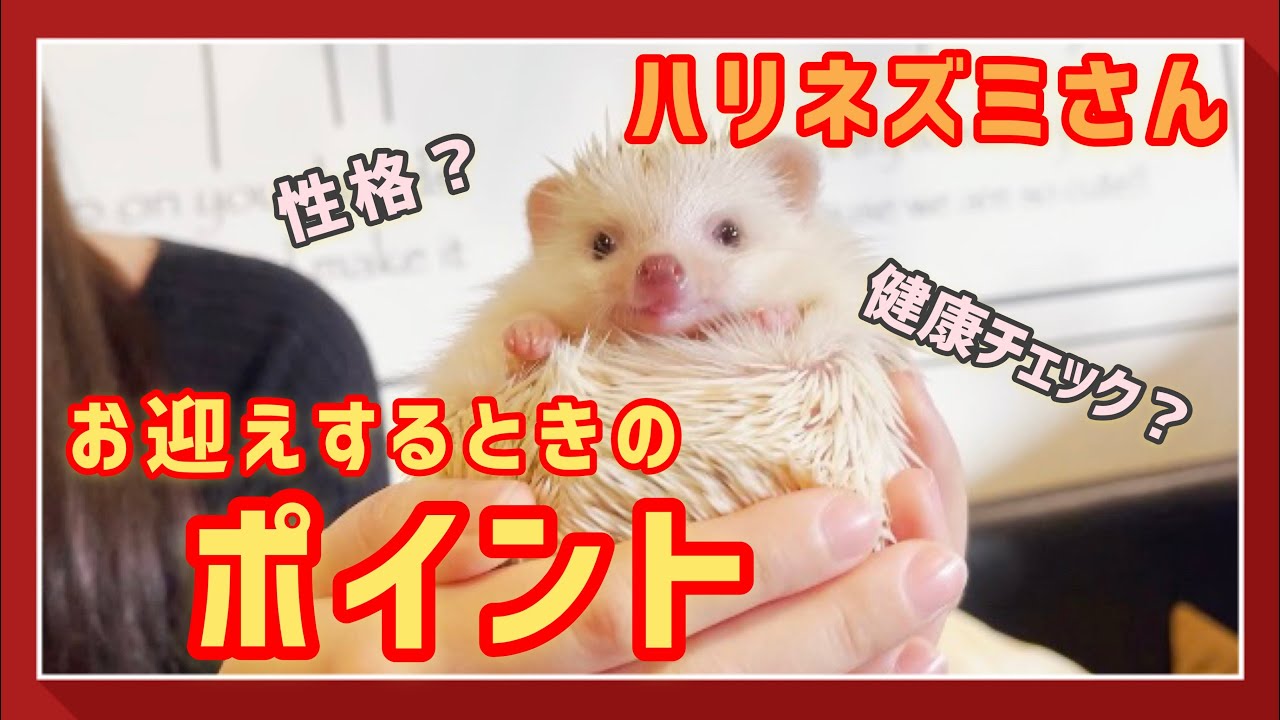 スーちゃんとハリネズミさん ハリネズミさん】ハリネズミさんをお迎えするときのポイントって