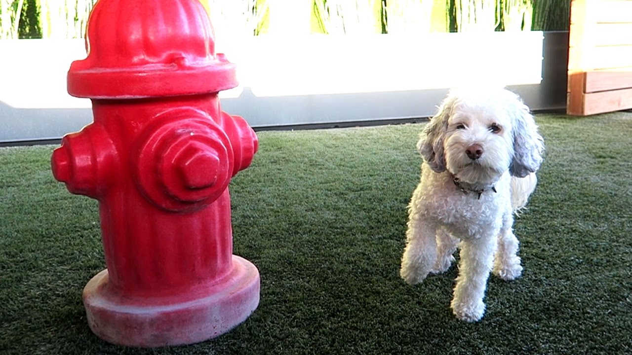 Cockapoo Dog Spontaneously Poses For Very Long Time YouTube