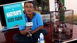 KISAH SUKSES : Cacing Tanah Bikin Hariyanto Bird Farm Hasilkan Anis Kembang Ngerol Panjang