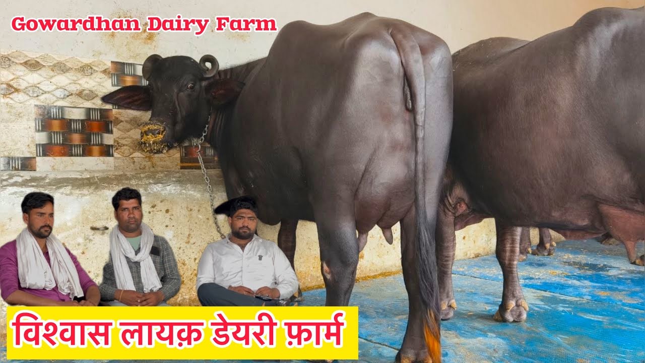 🔥देखिए एक ही जगह 6 भैंसे मेरठ और MP के कस्टमर ख़ुश । 6 Buffalo For Sale Govardhan Dairy Farm 