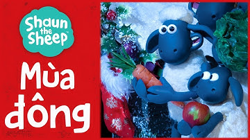 Tổng hợp tập phim mùa đông | Mùa 2 | Những Chú Cừu Thông Minh