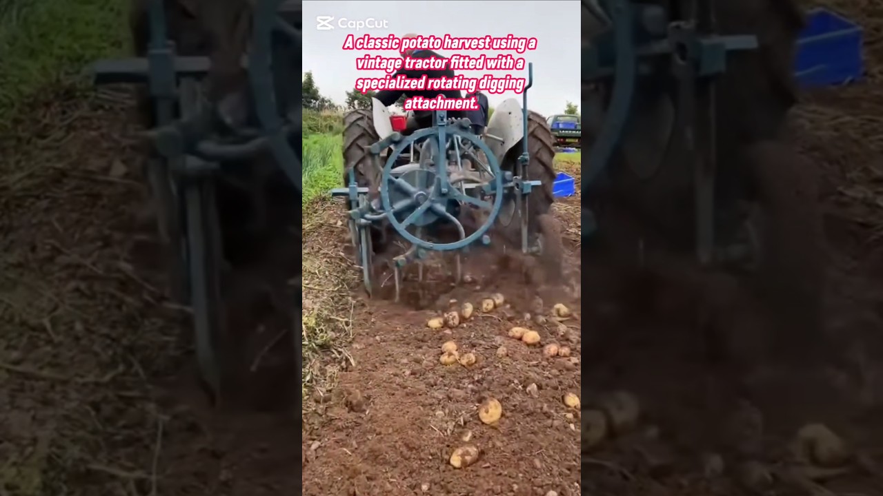​Old School Harvest: Using a Vintage Tractor to Dig Potatoes. 
