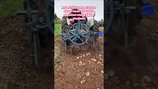 Old School Harvest: Using a Vintage Tractor to Dig Potatoes. #agriculture #farming #farmer #village