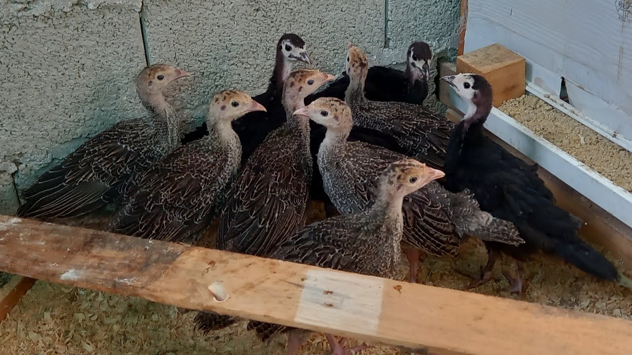 تعرفوا على كتاكيت الديك الرومي 🦃🦃 المكان ديالهم فالمزرعة 🦃🦃 حصيلة البيض......