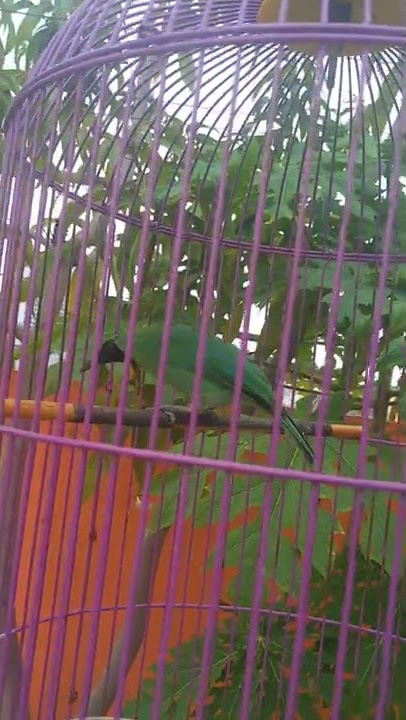 cucak ijo mini vs cucak ranting