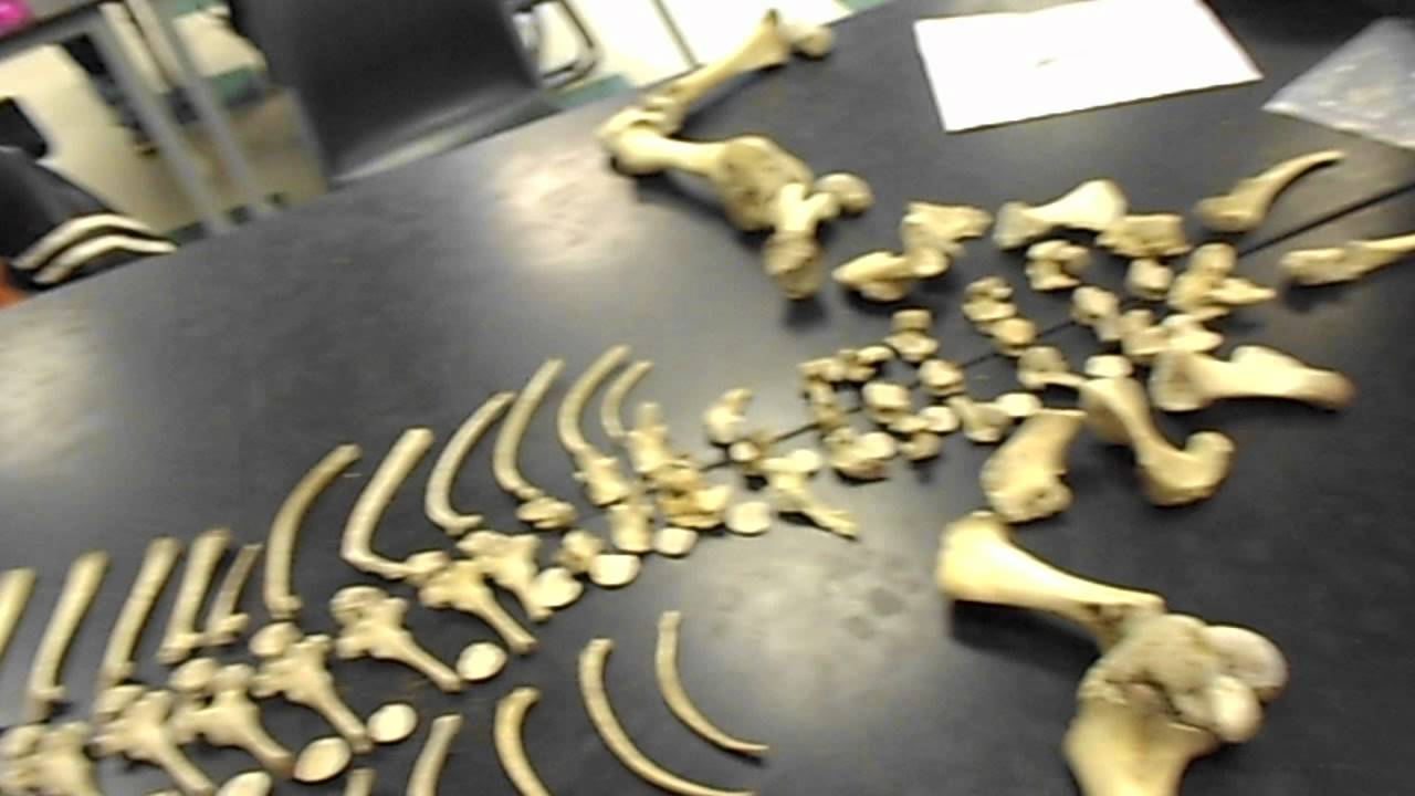 we-put-a-calf-skeleton-back-together-youtube